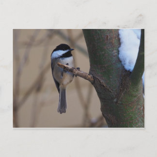 Chickadee Moment Postkarte