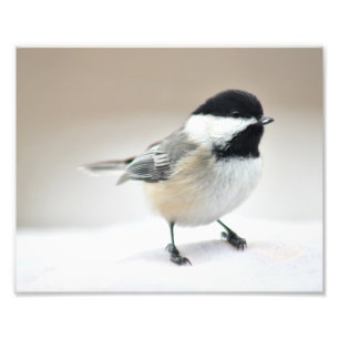 Chickadee nah fotodruck