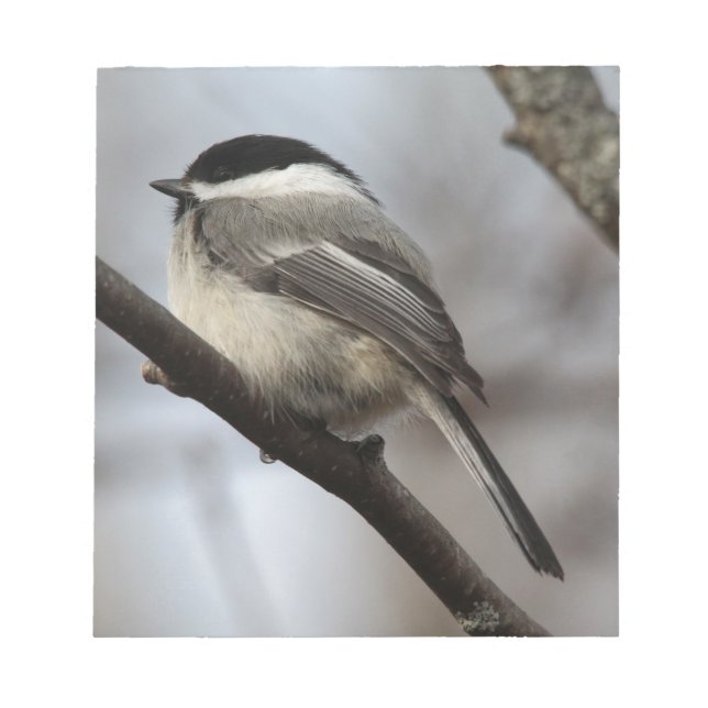 Chickadee Notizblock (Vorderseite)