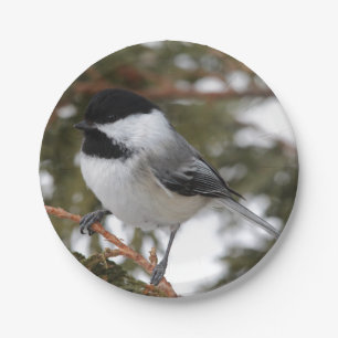 Chickadee Pappteller