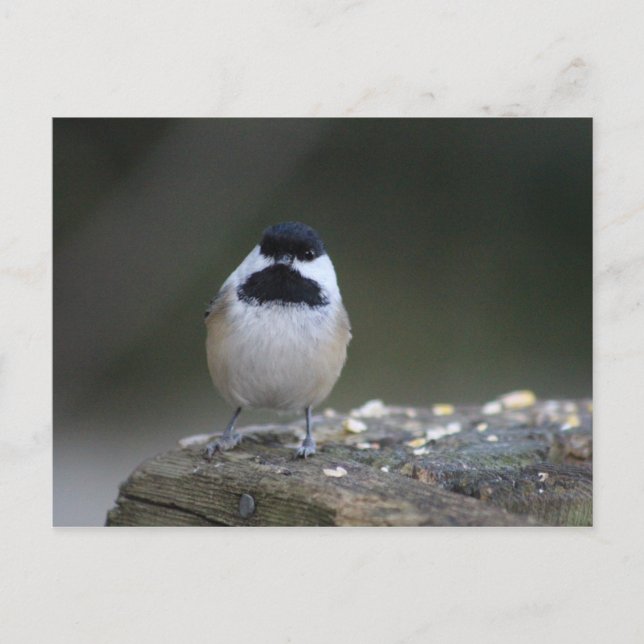 Chickadee Postcard Postkarte (Vorderseite)