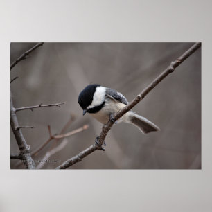 Chickadee Poster