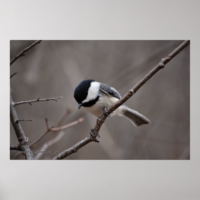 Chickadee Poster (Vorne)