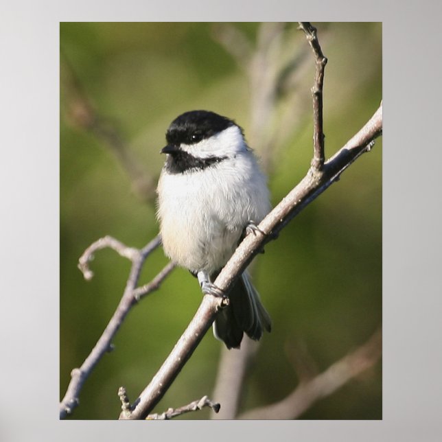 Chickadee Poster (Vorne)