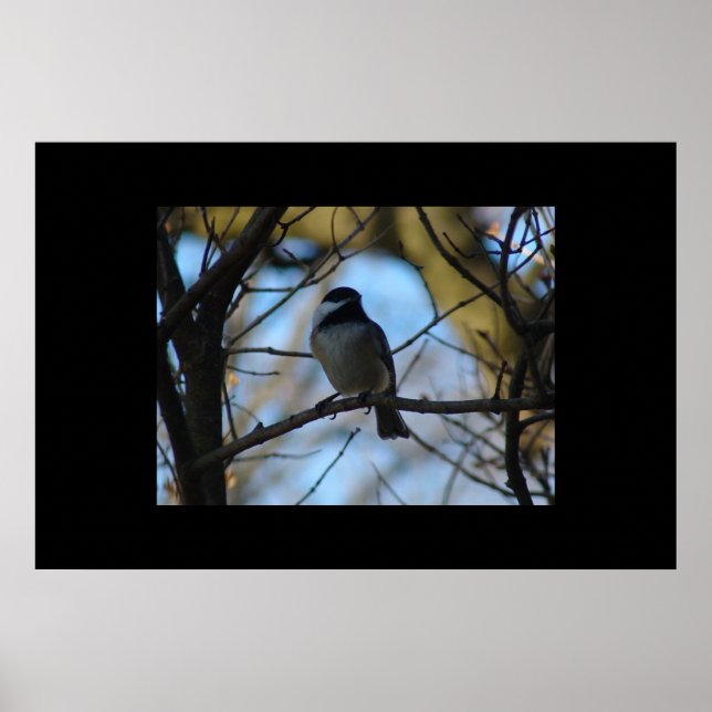 Chickadee Poster (Vorne)