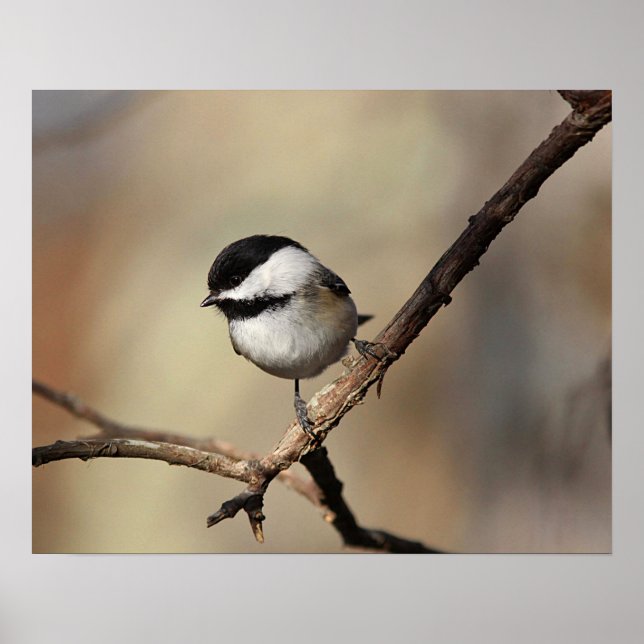 Chickadee Poster (Vorne)