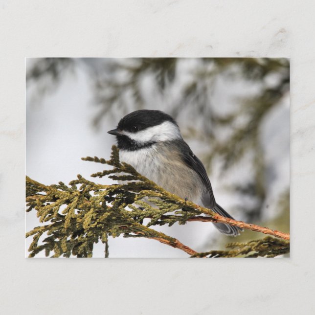 Chickadee Postkarte (Vorderseite)