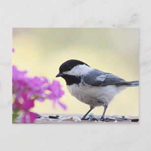 Chickadee Postkarte