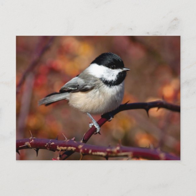 Chickadee Postkarte (Vorderseite)