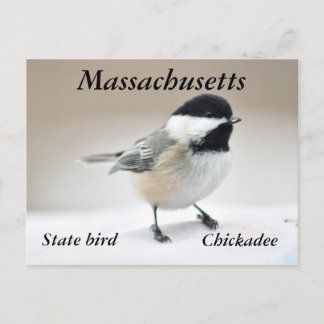 Chickadee Postkarte