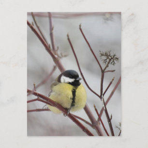 Chickadee Postkarte