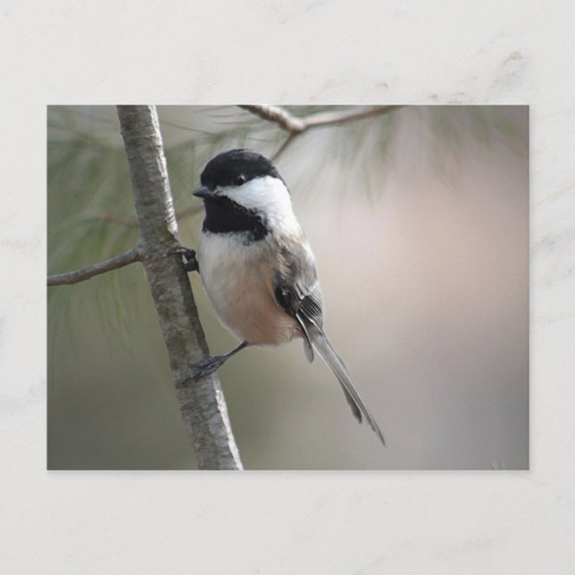 Chickadee Postkarte (Vorderseite)