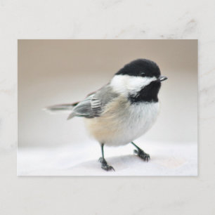 Chickadee Postkarte
