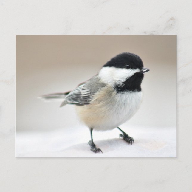 Chickadee Postkarte (Vorderseite)