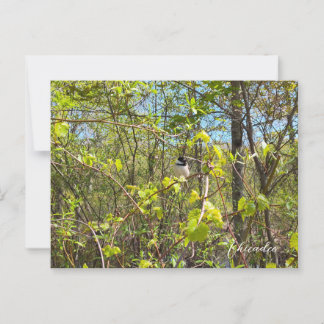 Chickadee Postkarte