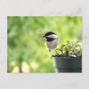 Chickadee Postkarte