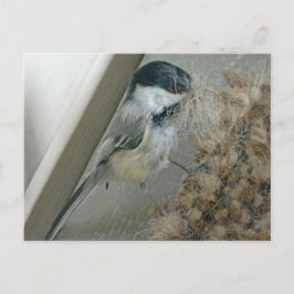 Chickadee-Postkarte Postkarte