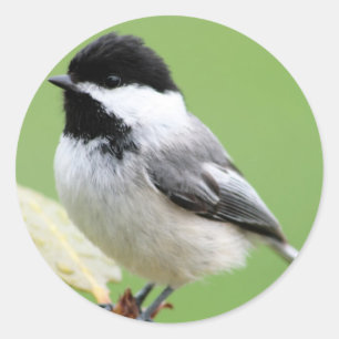 Chickadee Runder Aufkleber