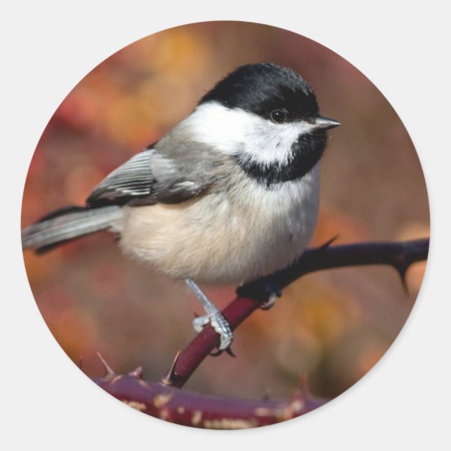 Chickadee Runder Aufkleber (Vorderseite)