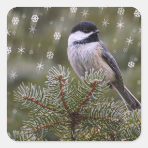 Chickadee-Schnee-Flocken-Kiefer-Winter Quadratischer Aufkleber
