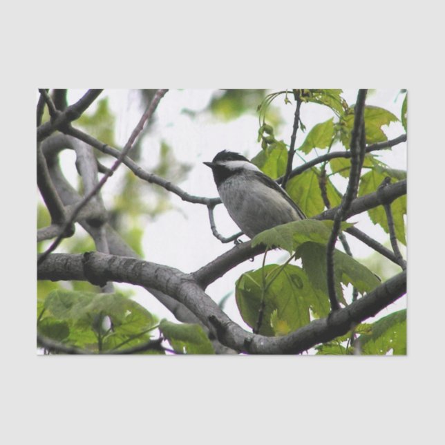 Chickadee Seidenpapier (Vorderseite)