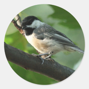 Chickadee Stickers