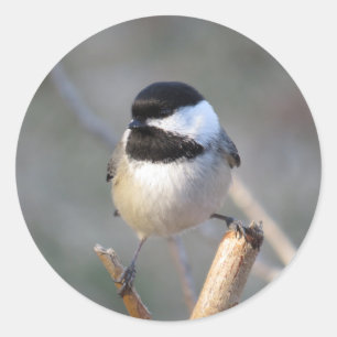 Chickadee-Umschlagaufkleber Runder Aufkleber