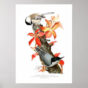 Chickadee und Nuthatch Poster