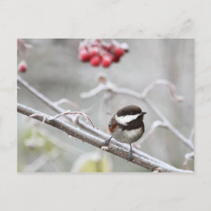 Chickadee und Rote Berries im Winter Postkarte