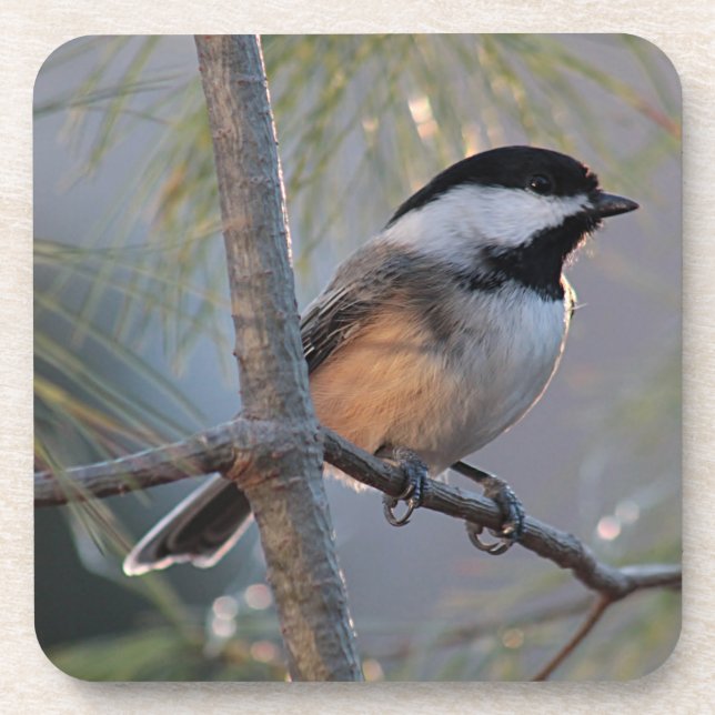 Chickadee Untersetzer (Vorderseite)
