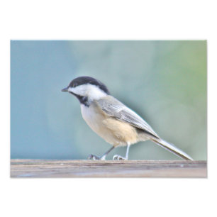 Chickadeephotographie Fotodruck