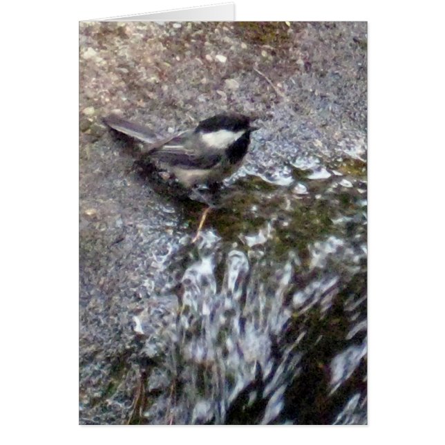 Chickadekarte (Vorne)