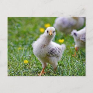 Chicken Baby Chick Foto Postkarte