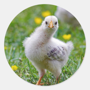 Chicken Baby Chick Foto Runder Aufkleber
