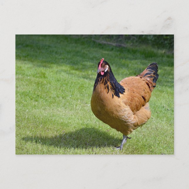 Chicken Black und Gold Vorwerk Foto Postkarte (Vorderseite)