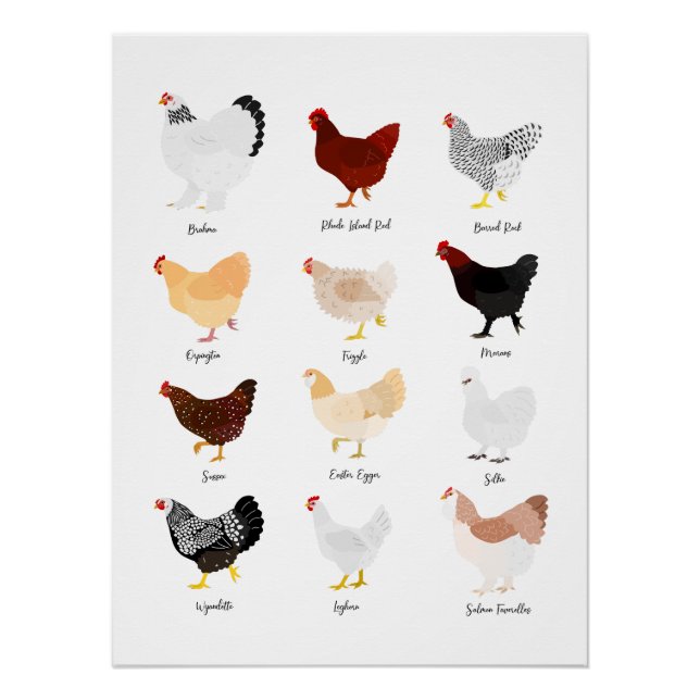 chicken breeds chart (Vorderseite)