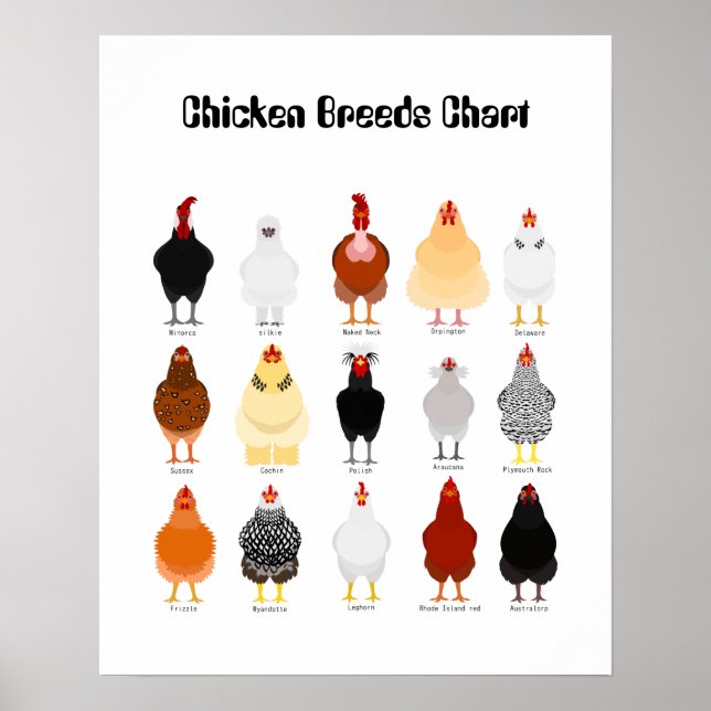 chicken breeds chart poster (Vorne)