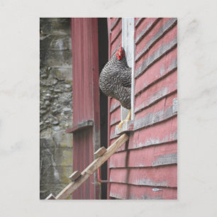Chicken Coop Postkarte