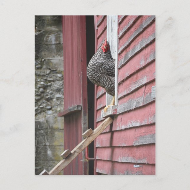 Chicken Coop Postkarte (Vorderseite)