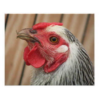 chicken fotodruck