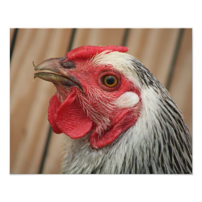 chicken fotodruck (Vorne)