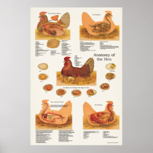 Chicken Hen Anatomie Poster