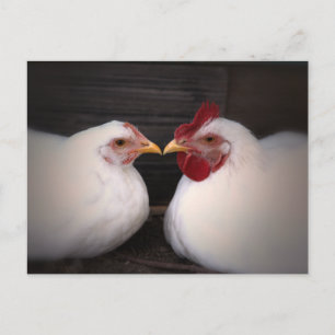 Chicken Love Postcard Postkarte