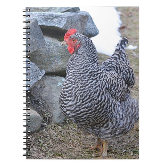 Chicken-Notebook Notizblock (Vorderseite)
