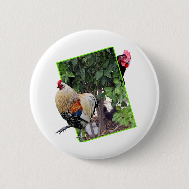 Chicken Peekaboo Design, Button (Vorderseite)