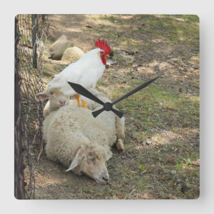Chicken Sitting on a Sheep Clock Quadratische Wanduhr