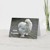 Chicken White Silkie Foto Beileid