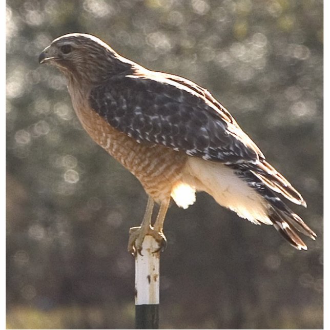 chickenhawk freistehende fotoskulptur  (Vorne)