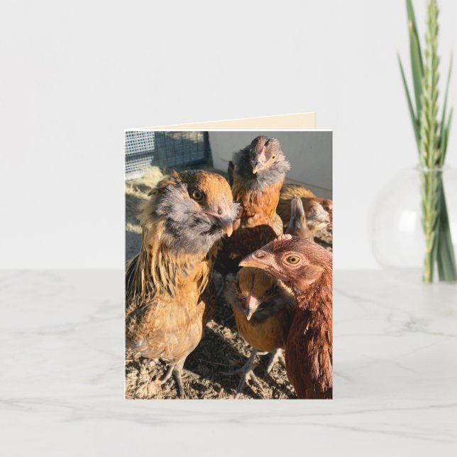 Chickens Gathering Close-Up Photograph Karte (Vorderseite)
