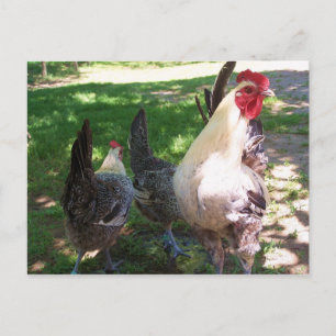 chickens postcard postkarte
